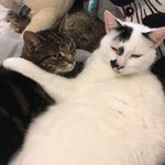 🐱Alan&Bella🐱 - @alan_bella10 - Instagram