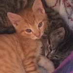 Alan & Belle Cat - @abc_moocats - Instagram