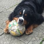 Alan Stringer - @alan_bernese - Instagram