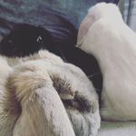 Alan, PrincessPenelope & Bobby - @alan_penny_bobby - Instagram