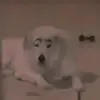 alanbobobobo - @alanbobobobo - TikTok