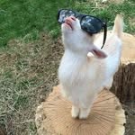 Alan, o bode🐐 - @alan.o.bode - Instagram