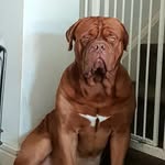 Alan - @alanthedougedebordeaux - Instagram