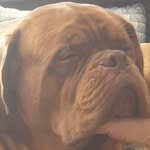 Alan The Dogue - @alan_de_bordeaux - Instagram