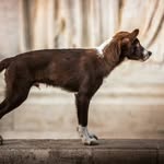 @alan.border.collie - Instagram