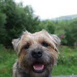 Alan Border Terrier - @adventures_of_dangerous_alan - Instagram