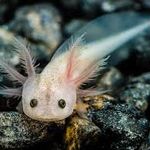 Alan Bork - @alan_axolotl - Instagram