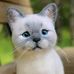 Alan Rafael Heuko Borsuk - Facebook