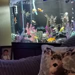 Alan Bowser - @alan.bowser.520 - Instagram