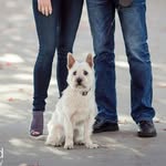 Bowser - @bowser_alan - Instagram