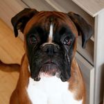 Alan The Boxer - @alantheboxer - Instagram