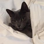 Alan Boyle - @bigbluebellacat - Instagram