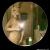 Alan Bracamonte - @rooseveltrodrigu12 - TikTok
