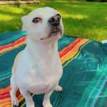 Alan Bracamonte - @pacolocodog - Instagram