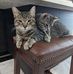 Alan Brat - Facebook
