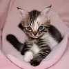 alan brenke - @alan.brenke - TikTok