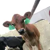 alanalea_988 - @alanalea_button - TikTok