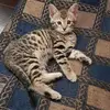 alancarriere479 - @alancarriere479 - TikTok