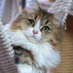 Natalie Chewning Lang - @salemsmagicalsiberians - Instagram