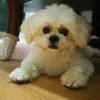 Alan Chiang - @2149702858 - TikTok