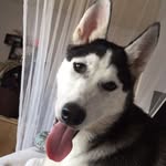 Bane Alan Conner - @banethesiberianhusky77 - Instagram