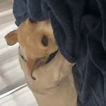 Alan Cowes - @alancowes - Instagram