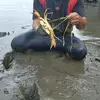 berburu kepting besar - @alan.crab - TikTok