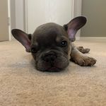Alan Crabtree - @alan_the_french_bulldog - Instagram
