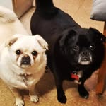 alan Crank - @skyfallpug - Instagram