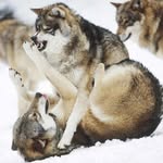 alancrombie - @alancrombie4425 - Instagram