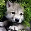 Alani_Crossley - @alani_crossley - TikTok