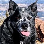 Alan Reginald Crumpler - @hitthewallheeler - Instagram