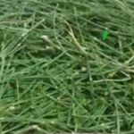 عشبة العلندة لعلاج السرطان - @alanda_herb_for_cancer_ - Instagram