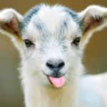 Allan Dalrymple - @your_goatfriend - Instagram