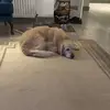 Alan Daly - @alan.daly5 - TikTok
