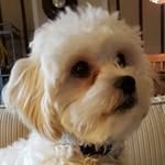 Alan L Danzis - @alanldanzis - Instagram