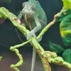 Alan Dempsey - @alan.dempsey4 - TikTok