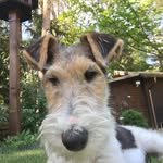 Alan Denton - @timmythefoxterrier - Instagram