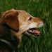 Alan Dewar - Facebook