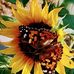 Angie Alan Dodge - Facebook