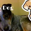alanidunham - @alanidunham - TikTok