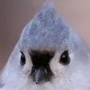alaneverhart1 - @alaneverhart1 - TikTok