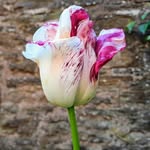 Alan Ewen - @ewenalan8 - Instagram