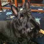 Alan Farr - @mr.scotdog - Instagram