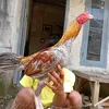 Alan fatek - @alan.fatek - TikTok