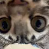alanafaye - @alanafayeee - TikTok