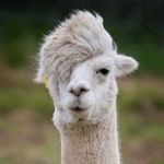 Alan Frazier - @sinisterly_handed - Instagram