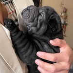 Alan Gilman 🐶🐻 - @lubbocktxsharpei - Instagram
