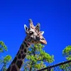 Alan Goldie - @alan.goldie - TikTok