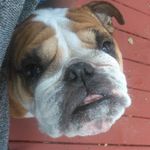 Alan gourley - @fatdogspock - Instagram